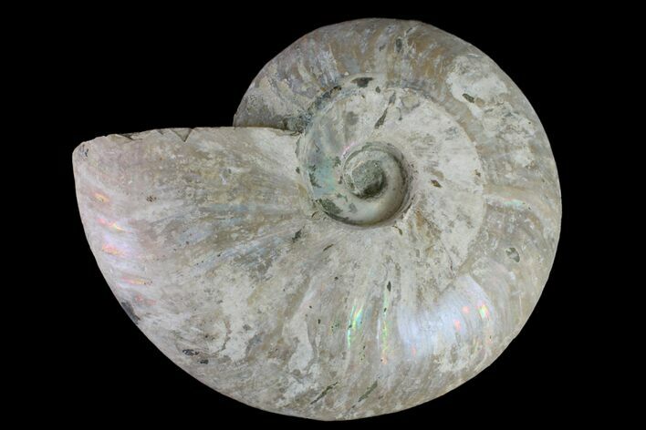 6.4" Silver Iridescent Ammonite (Cleoniceras) Fossil - Madagascar